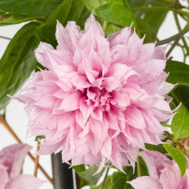 Clematită Multi Pink