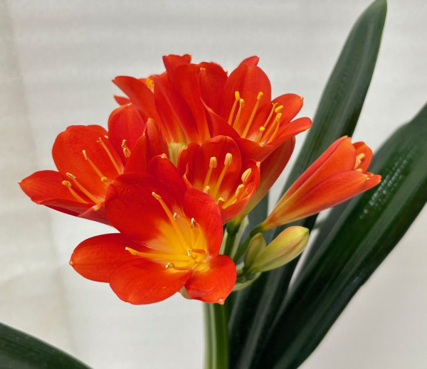 Clivia