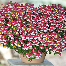 Nemesia Cherry on Ice (3 buc)
