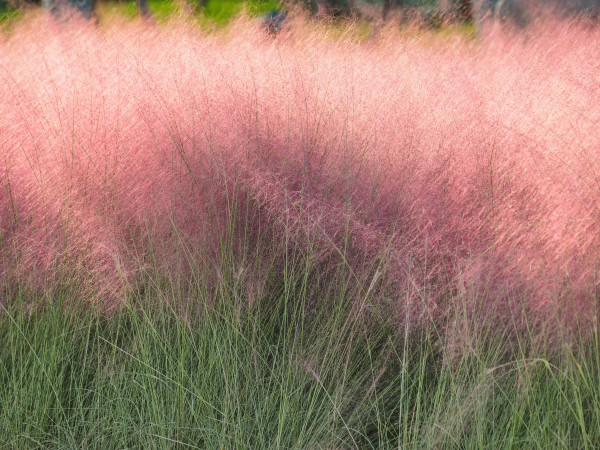 Muhlenbergia roz