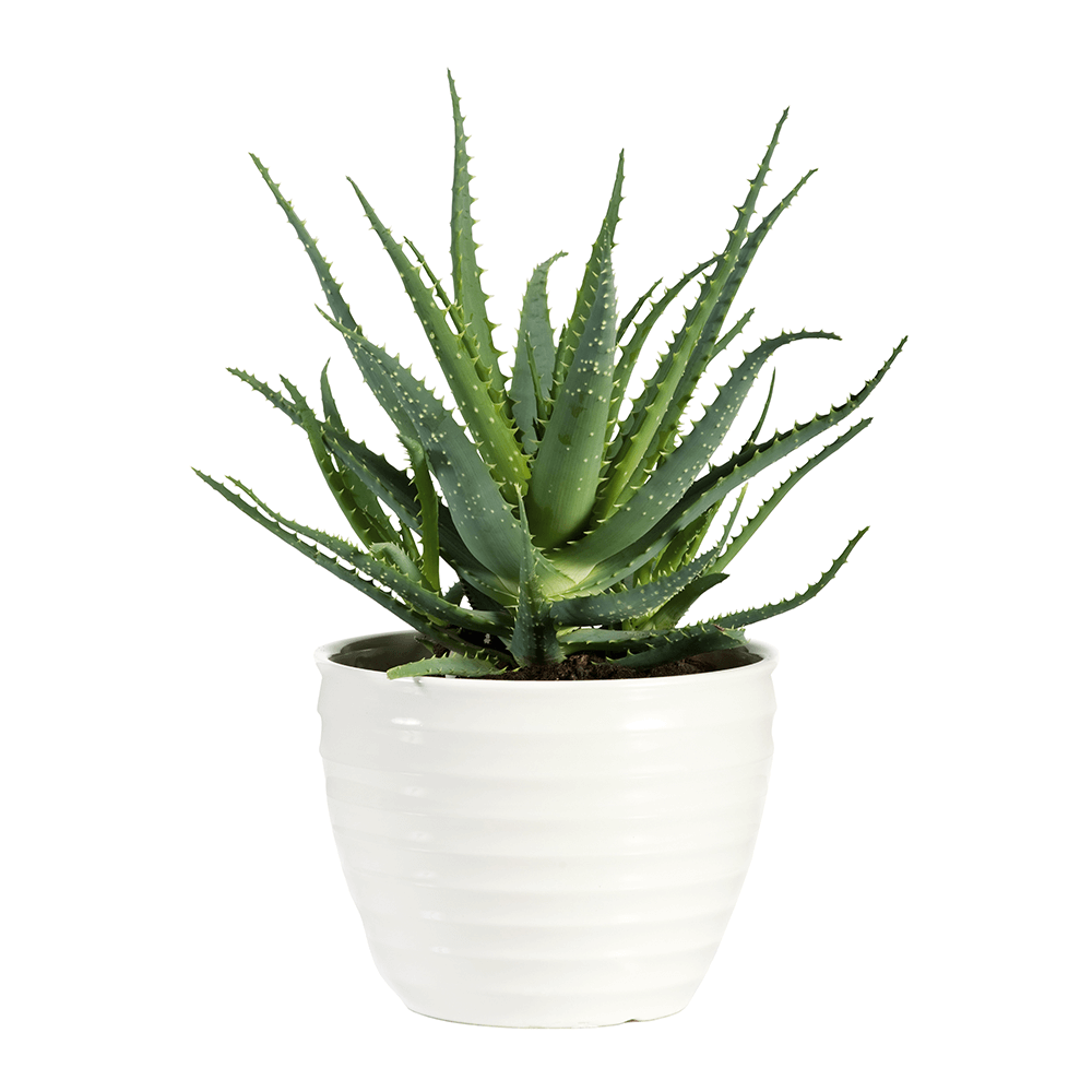 Aloe Vera | Plante de interior | Plante decorative | Sieberz Romania