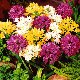 Ceapă ornamentală (25 buc)