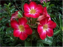 Trandafirul deşertului