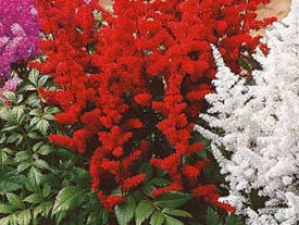Astilbe roşu închis