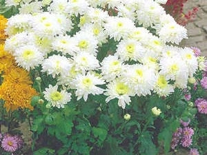 Crizantemă Gerrie Hoek albă