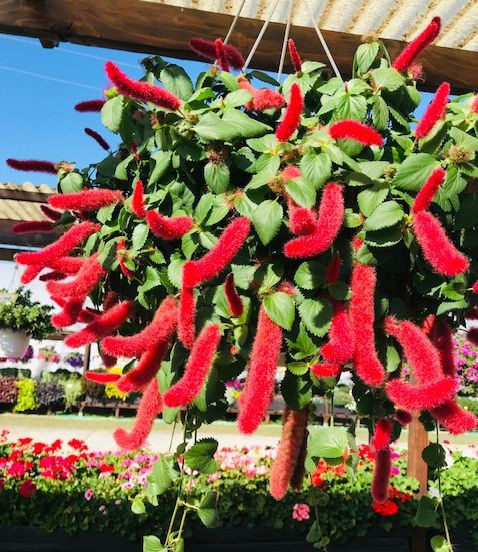 Coadă de vulpe (3 buc)