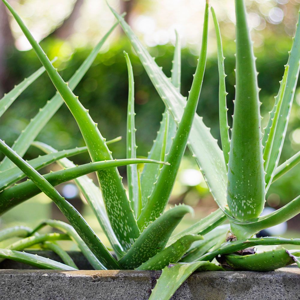 soil mix for aloe vera Gardenera - 10QT main image 1