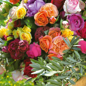 Trandafir parfumat, mov