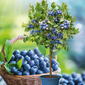 Afin cu tulpină Blue Bijoux