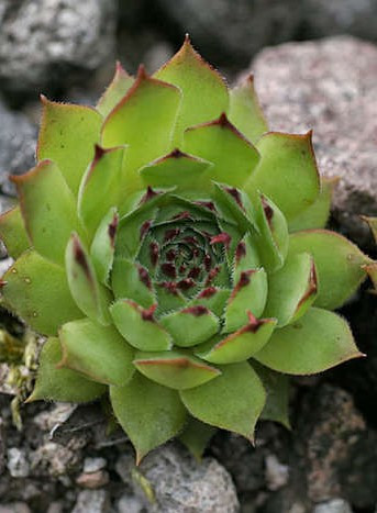 Sempervivum tectorum