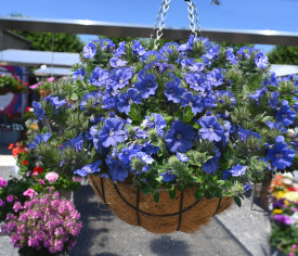 Mauritius Plus albastru (3 buc)