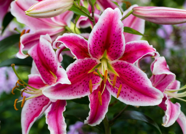 Crin roșu-alb (2 buc)