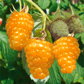 Zmeur auriu TwoTimer Sugana