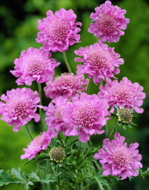 Floare de perniță roz 