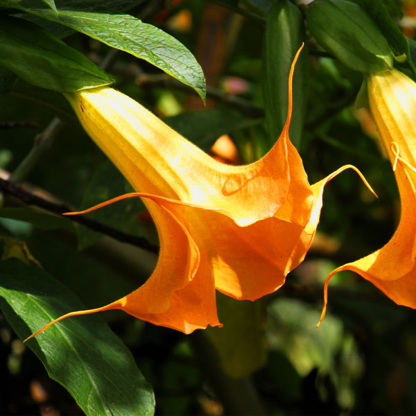 Trompeta îngerului portocalie