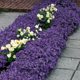 Clopoţei balcanici (3 buc)