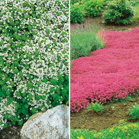 3 Cimbrișor alb și 3 Cimbrișor roz