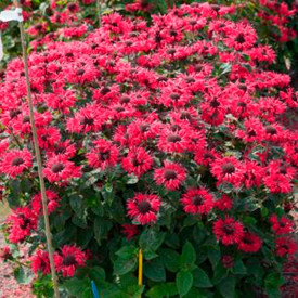 Busuioc turcesc Bee Happy (3 buc)