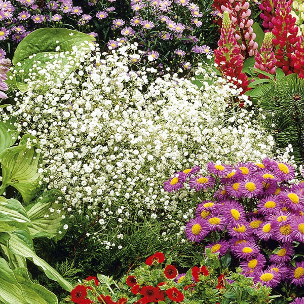 Floarea miresei albă (3 buc)