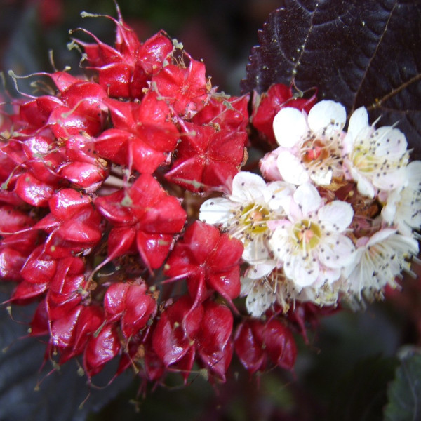 Fisocarp purpuriu