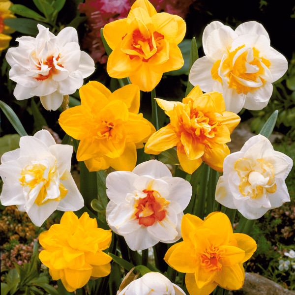 Narcise involte culori mixte (25 buc)