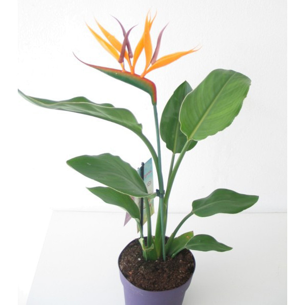 Pasărea Paradisului