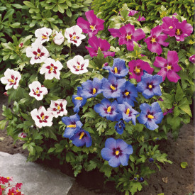 Hibiscus în trei culori