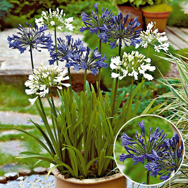 Floarea dragostei africană albastră (2 buc)