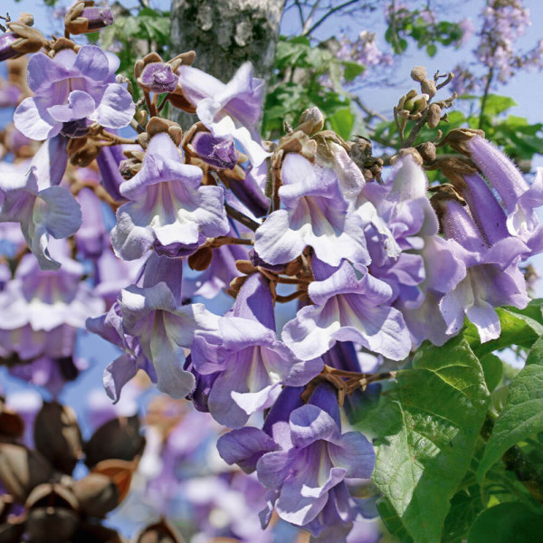 Paulownia - Arborele prințesei