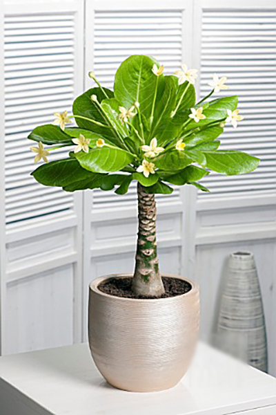 Palmier de Hawaii