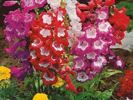 Penstemon cu flori roșii