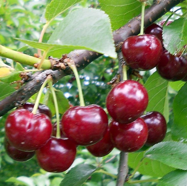 Vişin productiv de Erd