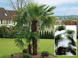Palmier de grădină