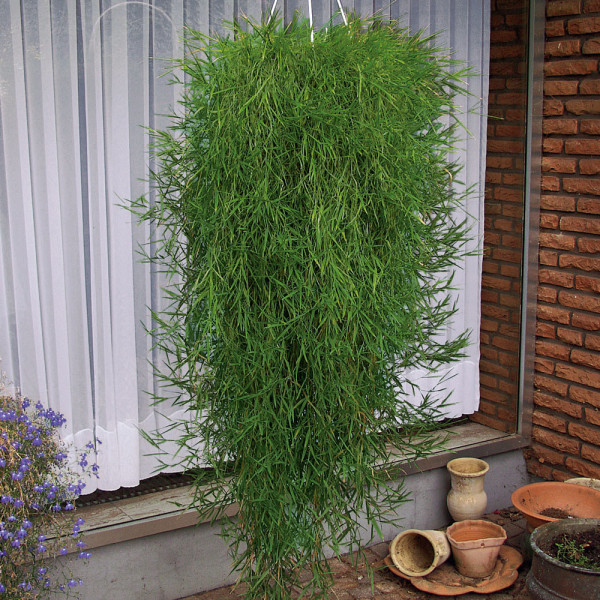 Bambus curgător Green Twist (3 buc)