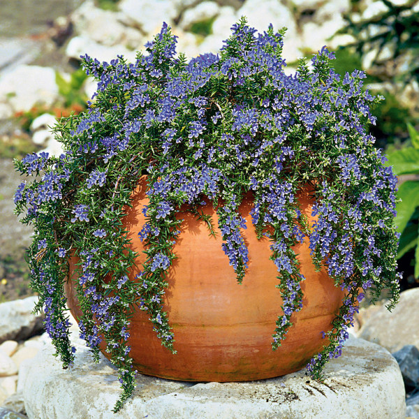 Rozmarin târâtor mărime mare