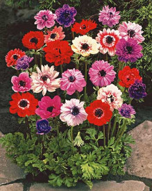 Anemone St. Brigid (15 buc)