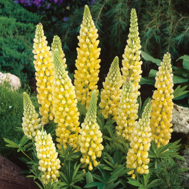 Lupin peren galben