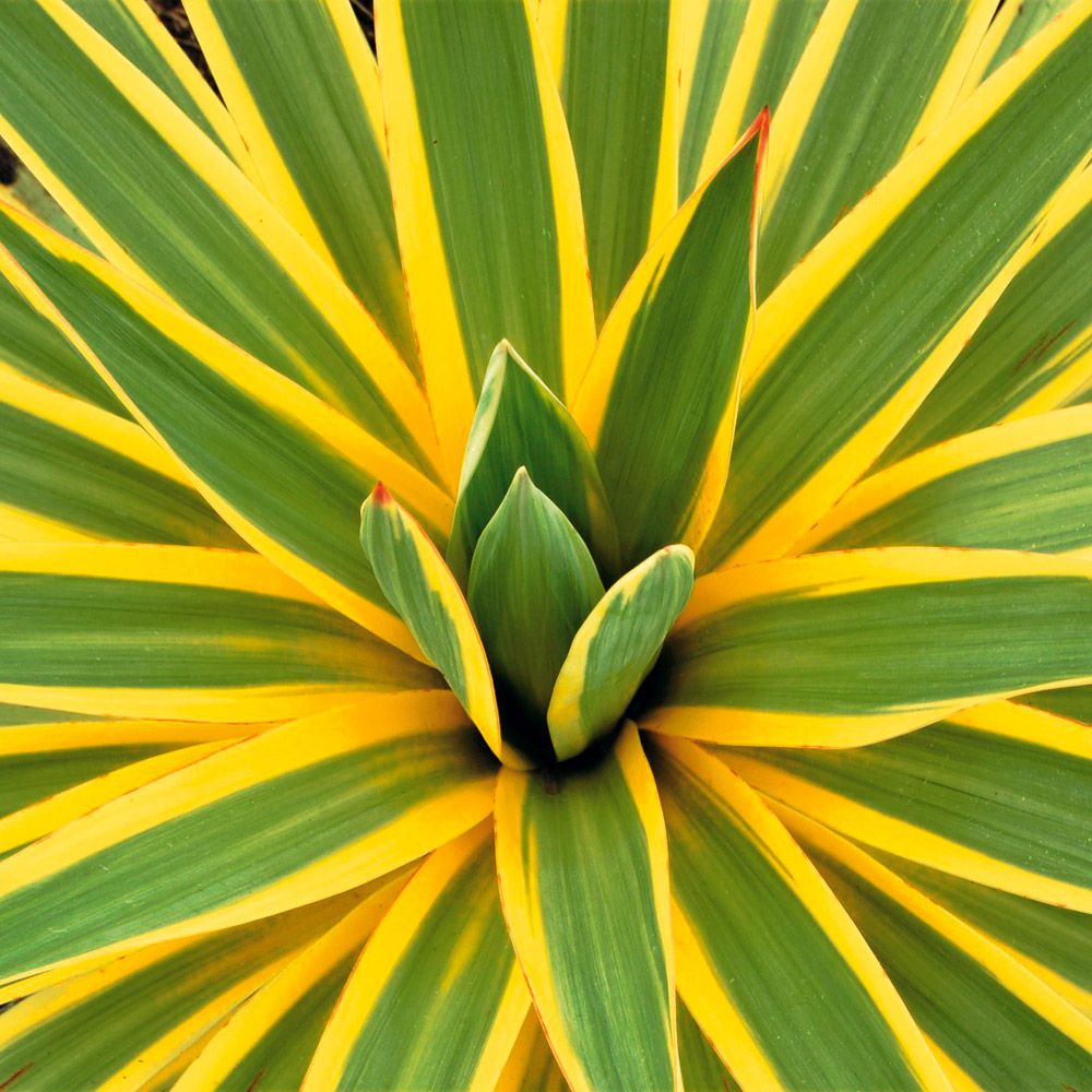 Yucca Bright Edge | Plante perene cu creștere înaltă și mijlocie
