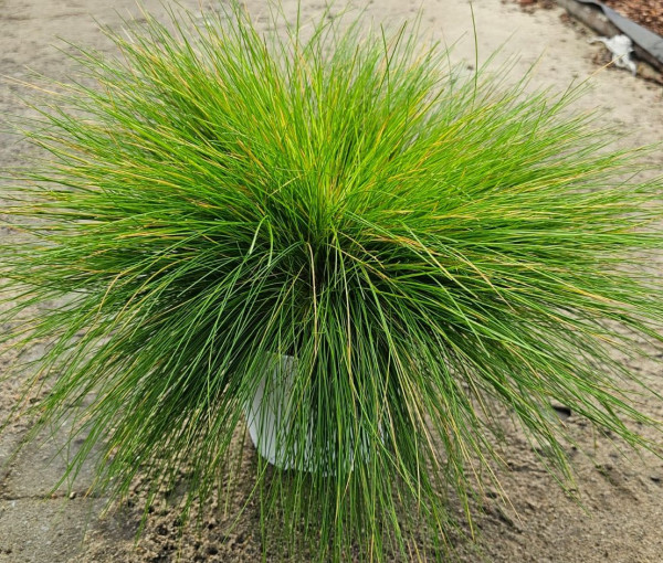 Avenella fleuxuosa, iarbă decorativă