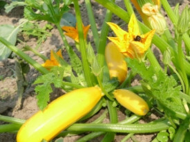 Zucchini galben Culinari-Gold