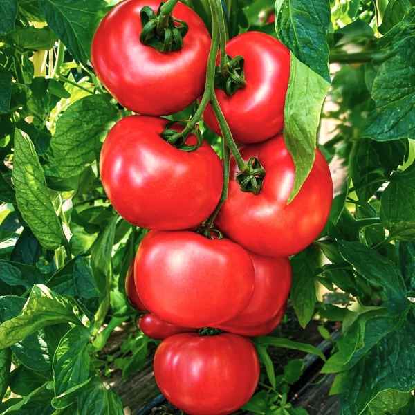 Tomate Honey Moon