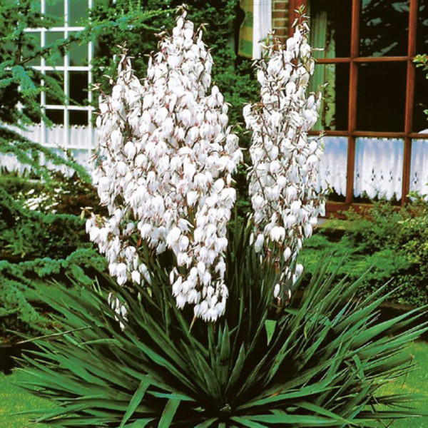 Yucca