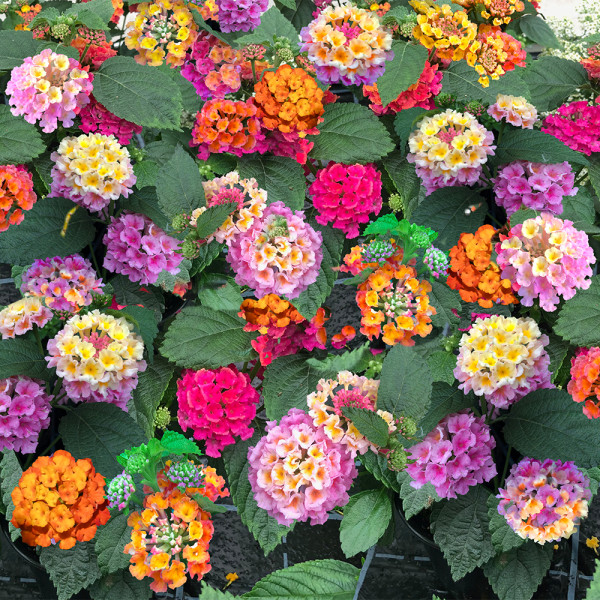 Lantana Multicolor (3 buc)
