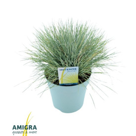 Festuca glauca argintiu