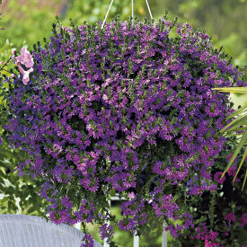 Floare evantai albastru Brillant (3 buc)