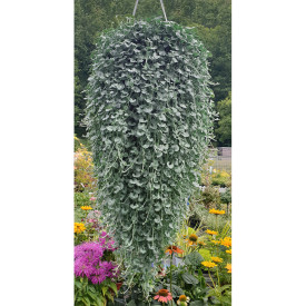 Ploaie de argint (3 buc)