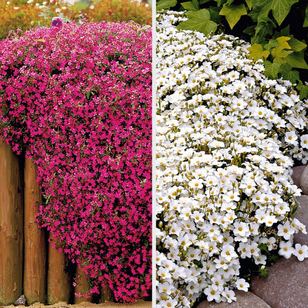 Ofertă 3 săpuniţe și 3 arenaria