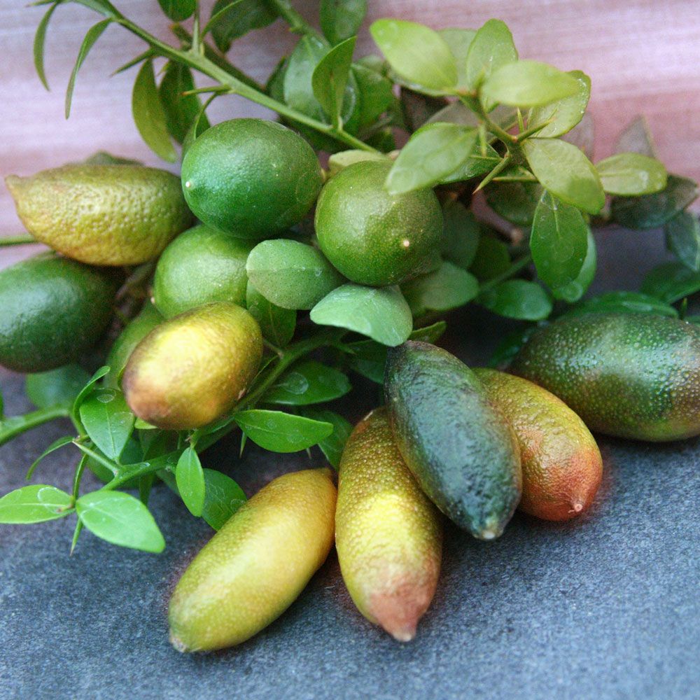 Lime Kaviar | Plante exotice | Plante fructifere și plante de