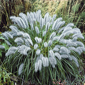 Penisetum cu frunze verzi (3 buc)