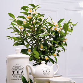 Arbust de ceai verde chinezesc